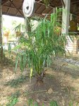 Dypsis lutescens cv. compacta
