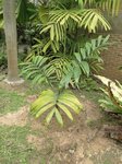 Chambeyronia macrocarpa penne verte * et nouvelle palme rouge * Toutes les 2 lunes