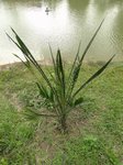 Elaeis guineensis var. idolatrica