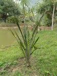 Elaeis guineensis var. idolatrica
