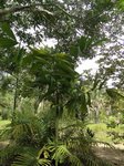 Wallichia caryotoides =siamensis * Solitaire