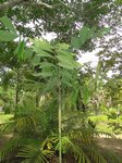 Wallichia caryotoides =siamensis * Solitaire