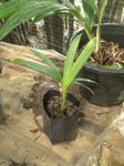 Dypsis pinnatifrons