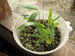 Ptychosperma sp. hybride 