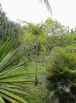Veitchia sp. � identifier 