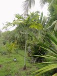Veitchia sp. � identifier 
