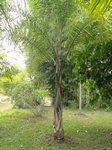 Syagrus litoralis 