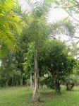 Syagrus litoralis 