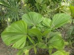 Licuala naumanii 