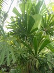 Licuala pahangensis 