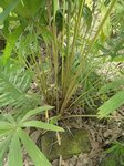 Licuala pahangensis 