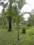 Dypsis pembana solitaire 