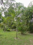 Dypsis pembana solitaire 