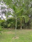 Dypsis pembana solitaire 