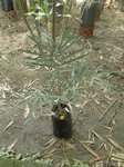 Ptychosperma sp. black fruit