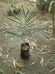 Ptychosperma sp. black fruit