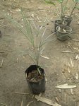 Dypsis plumosa