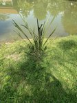 Elaeis guineensis var. idolatrica