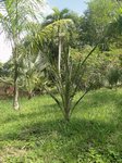 Elaeis guineensis var. idolatrica