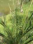 Elaeis guineensis var. idolatrica