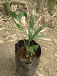 Dypsis sp. Ambaja