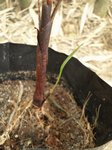 Basselinia eriostachys drip tip leaf