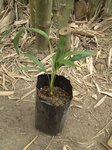 Dypsis sp. Ambaja