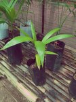 Euterpe oleracea Para dwarf 'Super berry'