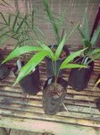 Euterpe oleracea Para dwarf 'Super berry'