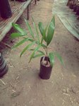 Dypsis sp. Avisonii ?