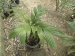 Pinanga polymorpha = glaucescense