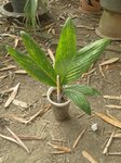 Pinanga polymorpha = glaucescense