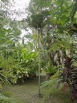 Pinanga maculata�