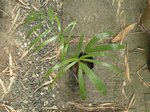 Dypsis sp. Avisonii ?