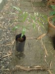 Dypsis sp. Avisonii ?