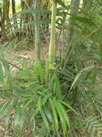 Dypsis cabadae ou Chrysalidocarpus c.