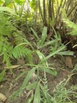 Rhapidophyllum hystrix 