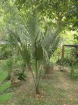 Sabal uresana 