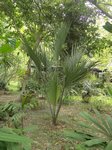 Sabal uresana 