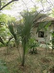 Sabal uresana 