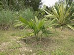 Sabal mauritiiformis��