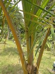 Cocos nucifera var. Hawaiian tall