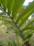 Aiphanes minima * acanthophylla/corallina/erosa/ * luciana/vincentiana