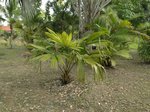 Pholidocarpus macrocarpus 
