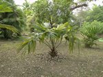 Pholidocarpus macrocarpus 