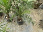 Phoenix dactylifera hybride
