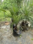 Phoenix dactylifera hybride