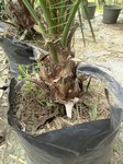 Phoenix dactylifera hybride