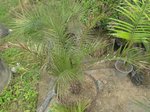 Phoenix canariensis�hybride
