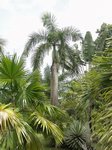 Roystonea regia 